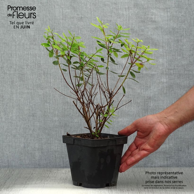 Exemplaar van Rhododendron japonica Gilbert Mullie - Japanse azalea Pot van 2 l/3 l zoals geleverd in de zomer