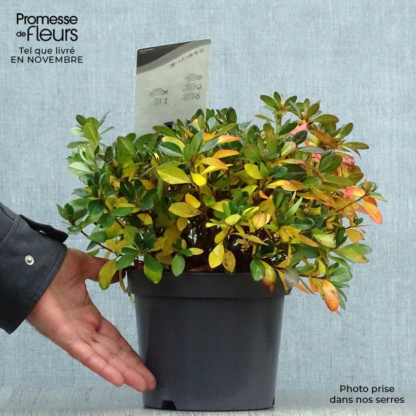 Exemplaar van Rhododendron japonica Izumi no mai - Japanse azalea Pot van 3 l/4 l zoals geleverd in de herfst