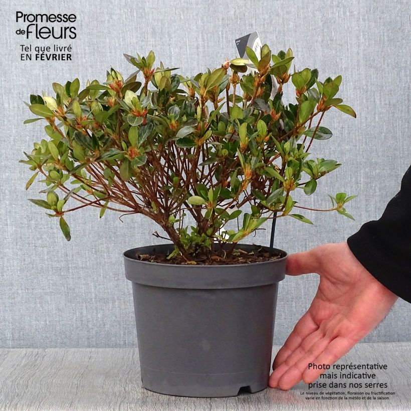 Example of Rhododendron japonica Izumi no mai - Japanse azalea Pot van 3 l/4 l as you get in hiver