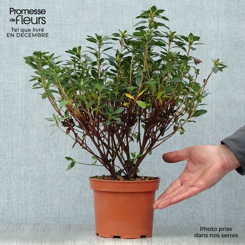 Example of Azalée japonaise - Azalea japonica Madame Galle Pot van 2 l/3 l as you get in hiver