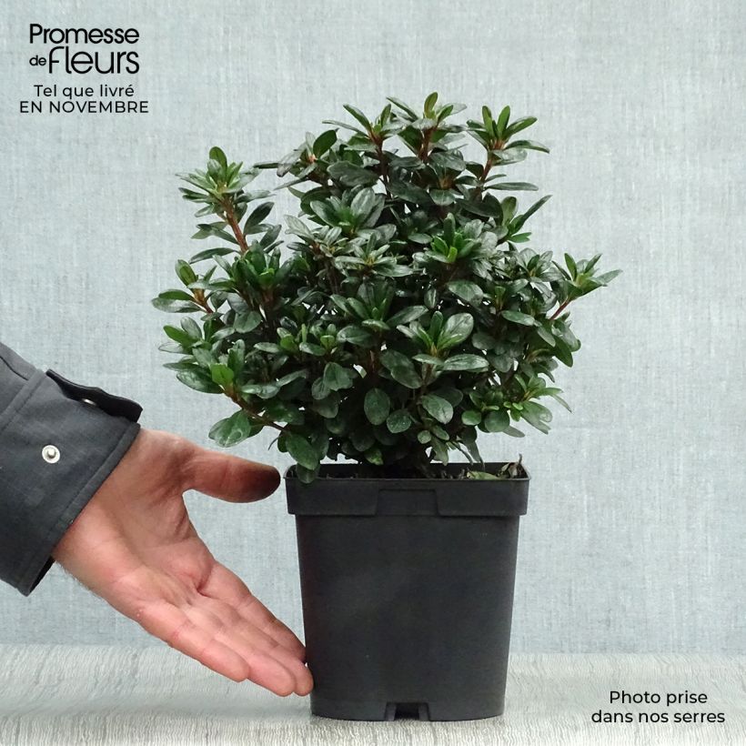 Exemplaar van Rhododendron japonica Manuska - Japanse azalea Pot van 2 l/3 l zoals geleverd in de herfst