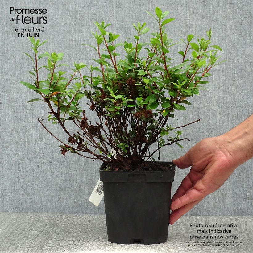 Exemplaar van Rhododendron japonica Manuska - Japanse azalea Pot van 2 l/3 l zoals geleverd in de zomer