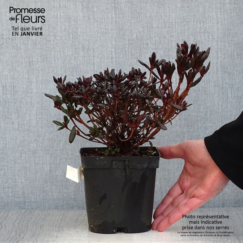 Example of Azalée japonaise - Azalea japonica Manuska Pot van 2 l/3 l as you get in hiver