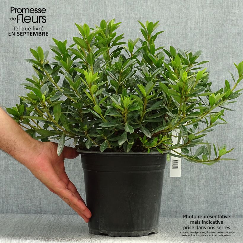 Exemplaar van Rhododendron knaphill Purple Splendor - Japanse azalea Pot van 4 l/5 l zoals geleverd in de herfst