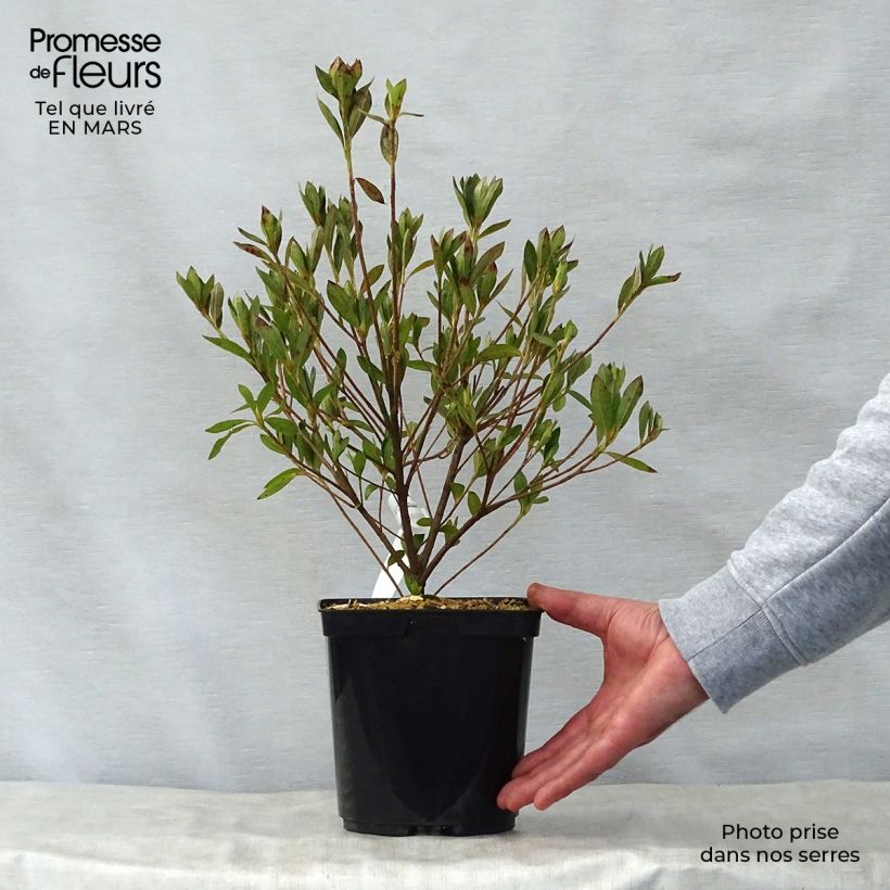 Exemplaar van Rhododendron japonica Rosa King - Japanse azalea Pot van 2 l/3 l zoals geleverd in de lente