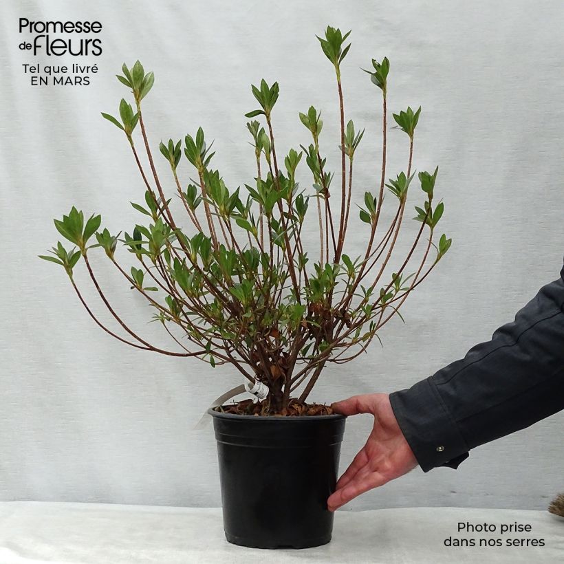 Exemplaar van Rhododendron japonica Rosa King - Japanse azalea Pot van 4 l/5 l zoals geleverd in de lente