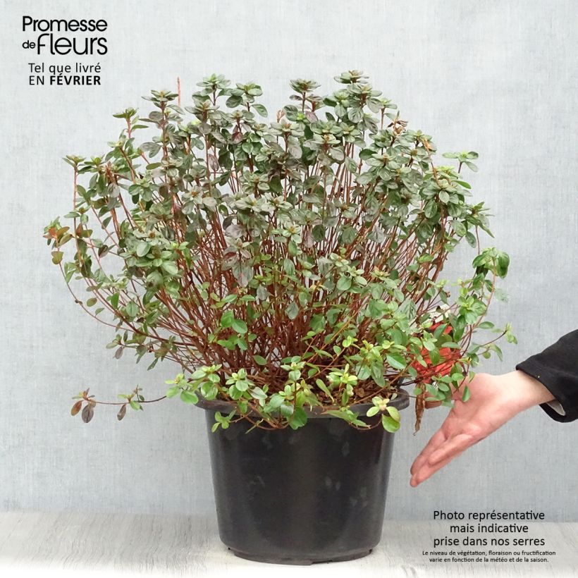 Example of Rhododendron japonica Stewartstonian - Japanse azalea Pot van 12 l/15 l as you get in hiver