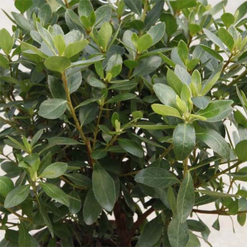 Rhododendron kurume Blaauw's Roze - Japanse azalea (Foliage)