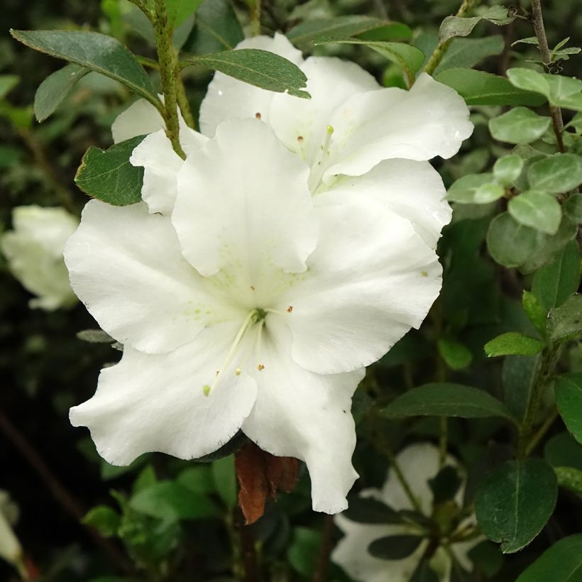 Rhododendron japonica Dorothy Heiden - Japanse azalea (Bloei)