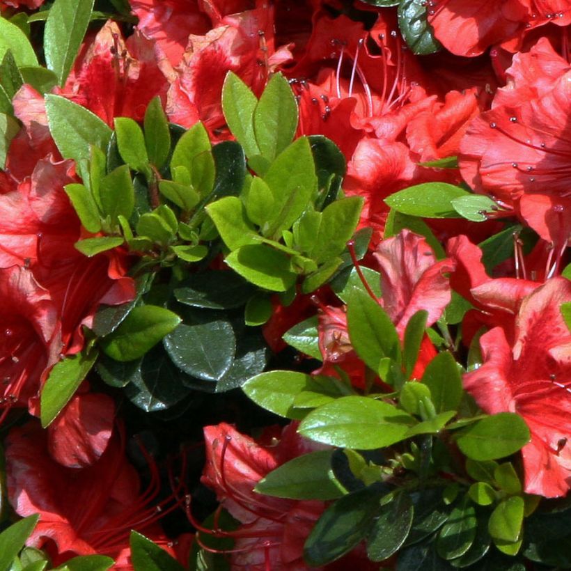 Rhododendron japonica Girard's Scarlet - Japanse azalea (Foliage)