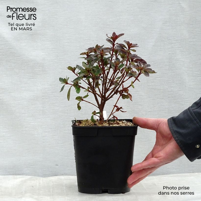 Example of Rhododendron japonica Girard's Scarlet - Japanse azalea Pot van 2 l/3 l as you get in hiver