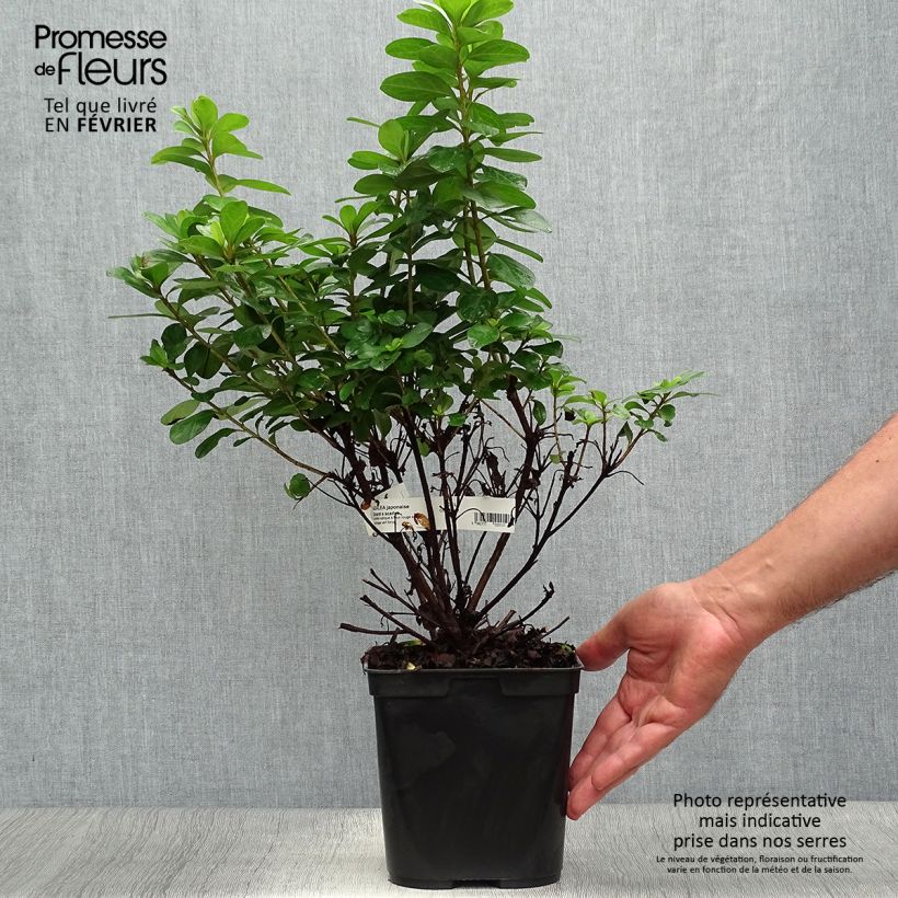 Exemplaar van Rhododendron japonica Girard's Scarlet - Japanse azalea Pot van 2 l/3 l zoals geleverd in de herfst
