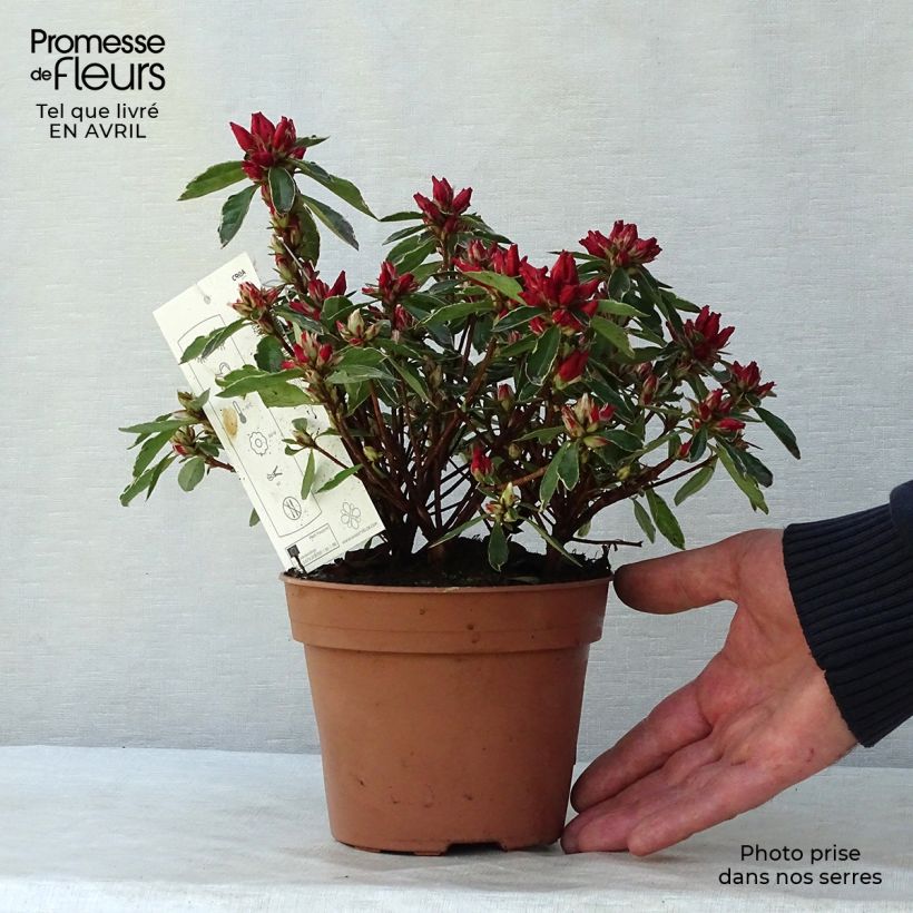 Exemplaar van Rhododendron japonica Girard's Hot Shot - Japanse azalea Pot van 2 l/3 l zoals geleverd in de lente