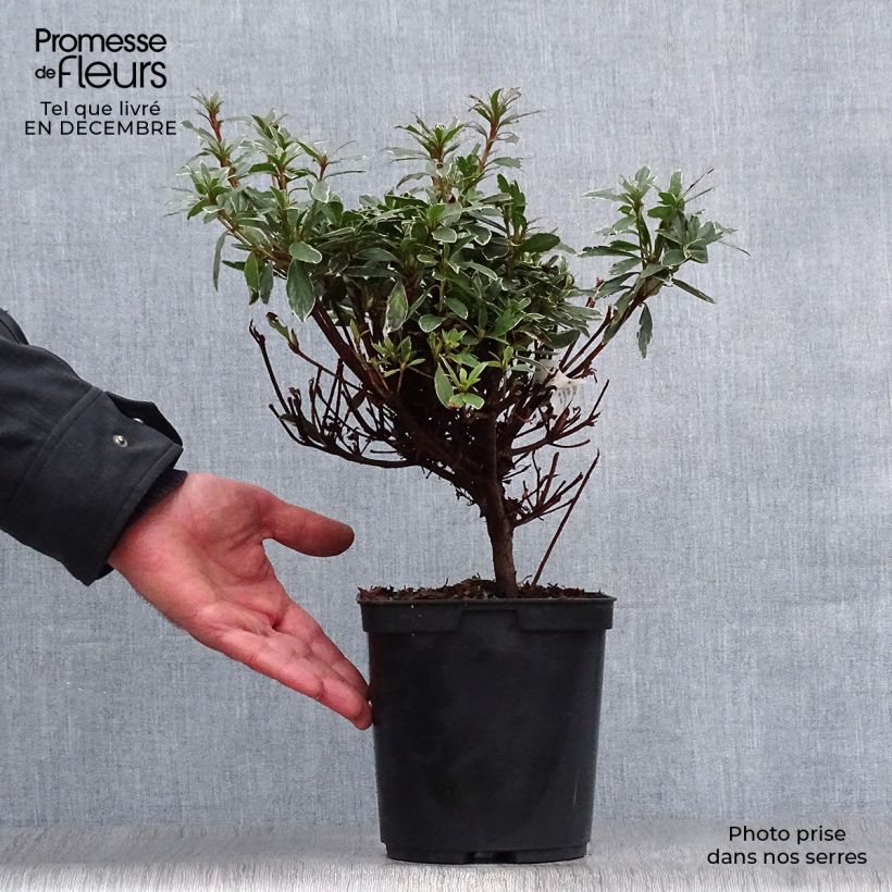 Example of Azalée japonaise Hot Shot Pot van 2 l/3 l as you get in hiver