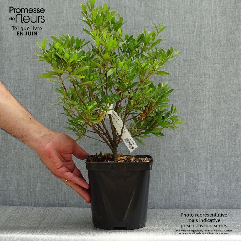 Exemplaar van Rhododendron japonica Melle - Japanse azalea Pot van 2 l/3 l zoals geleverd in de zomer