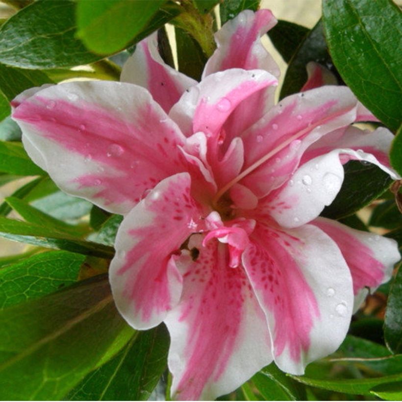 Rhododendron japonica Melle - Japanse azalea (Bloei)