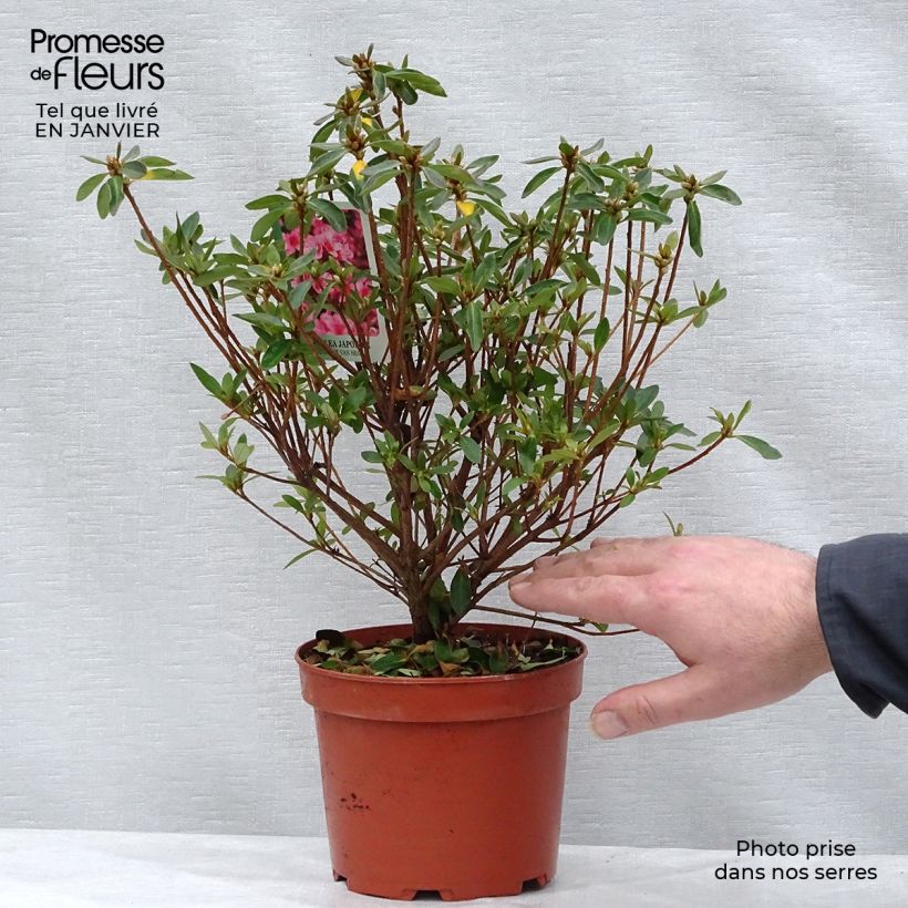 Example of Azalée japonaise Mme Van Hecke Pot van 2 l/3 l as you get in hiver