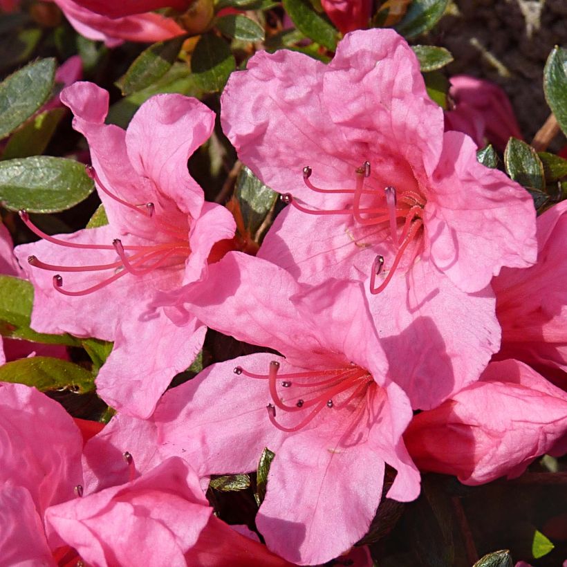 Rhododendron japonica Mme Van Hecke - Japanse azalea (Flowering)