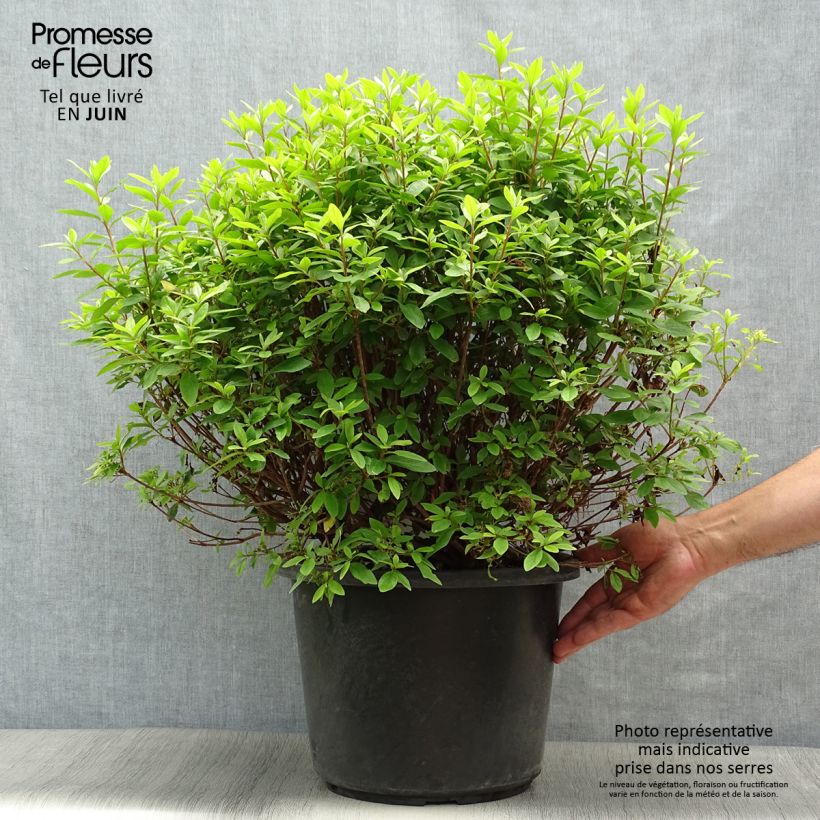 Exemplaar van Rhododendron japonica Mme Van Hecke - Japanse azalea Pot van 12 l/15 l zoals geleverd in de zomer