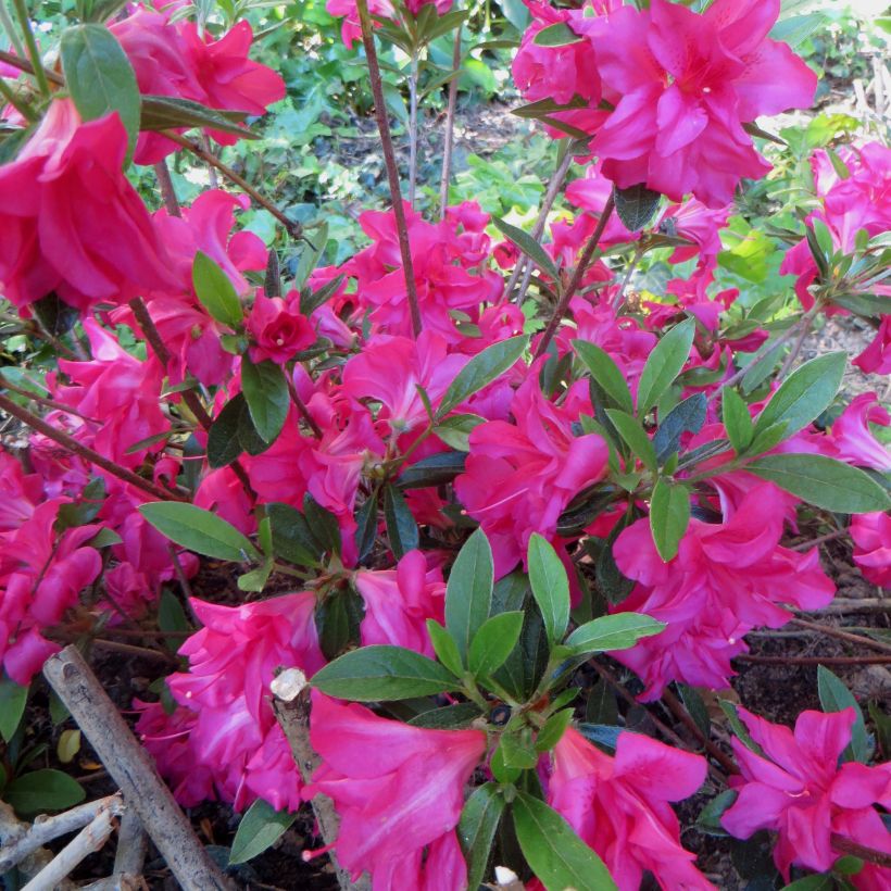 Rhododendron japonica Rosa King - Japanse azalea (Flowering)
