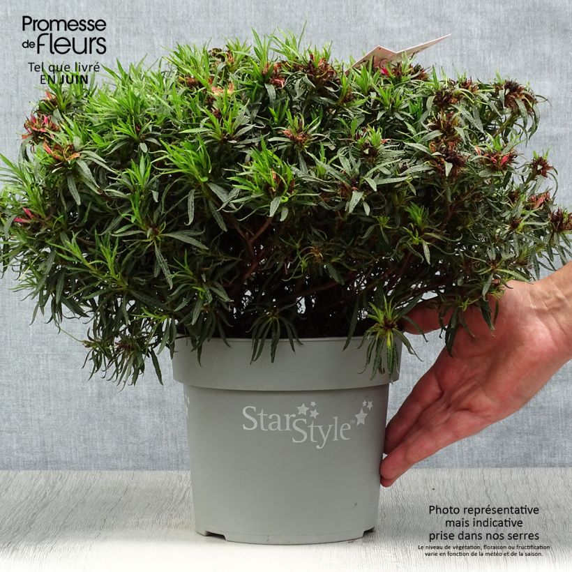 Exemplaar van Rhododendron japonica Star Style Roze - Japanse azalea Pot van 3 l/4 l zoals geleverd in de zomer