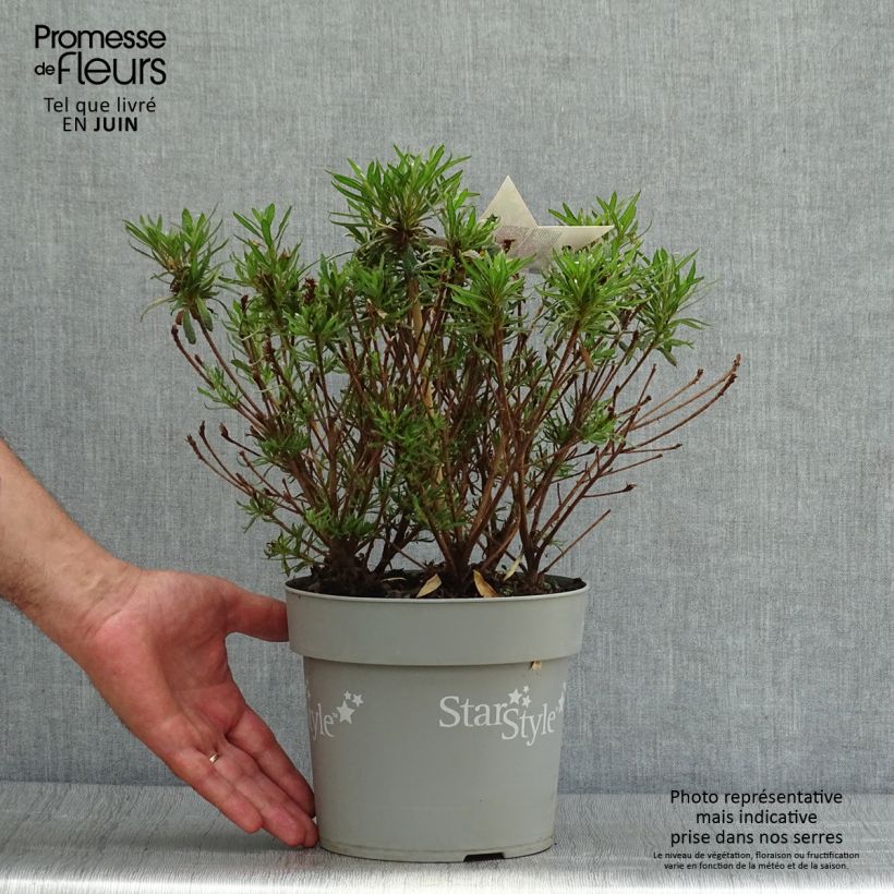 Exemplaar van Rhododendron japonica Star Style Violet - Japanse azalea Pot van 3 l/4 l zoals geleverd in de zomer