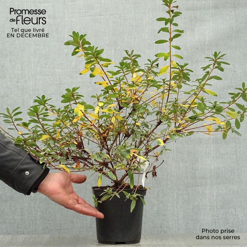 Example of Azalée japonaise Tamanini - Rhododendron hybride Pot van 2 l/3 l as you get in hiver