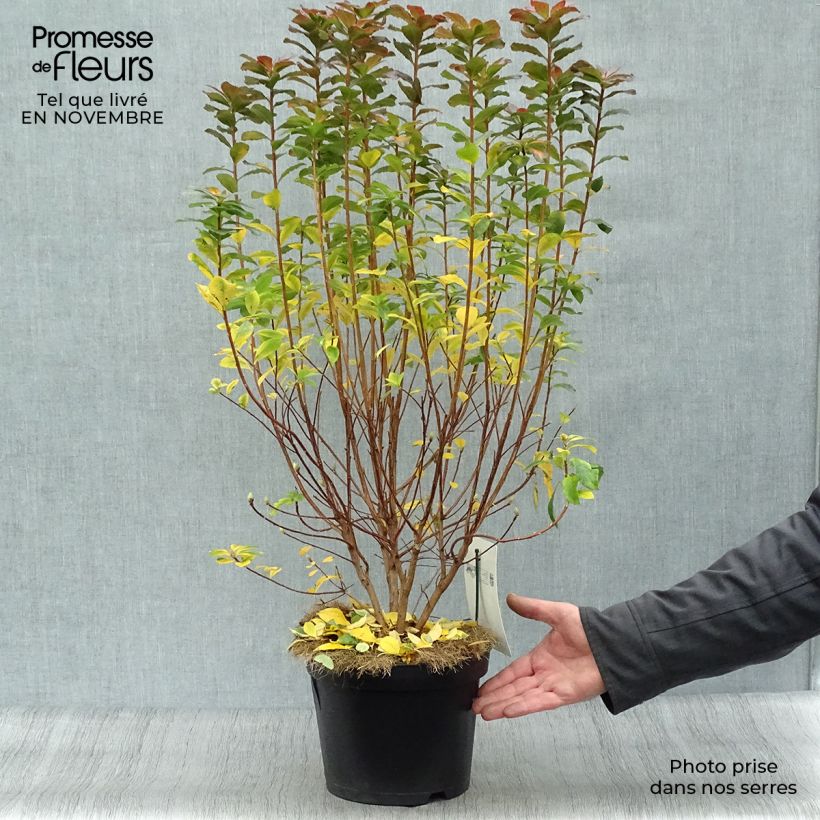 Exemplaar van Rhododendron mollis Viscosa - Bladverliezende azalea Pot van 4 l/5 l zoals geleverd in de herfst