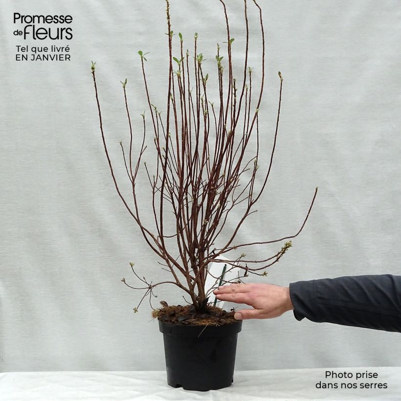 Example of Azalée mollis Viscosa - Azalée des marais Pot van 4 l/5 l as you get in hiver