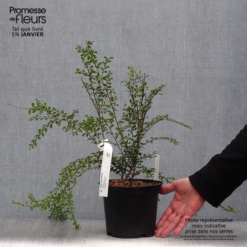 Example of Azara microphylla - Vanilleboom Pot van 2 l/3 l as you get in hiver