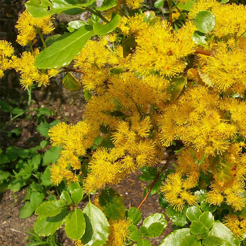 Azara serrata - Azara met gezaagde bladeren (Flowering)
