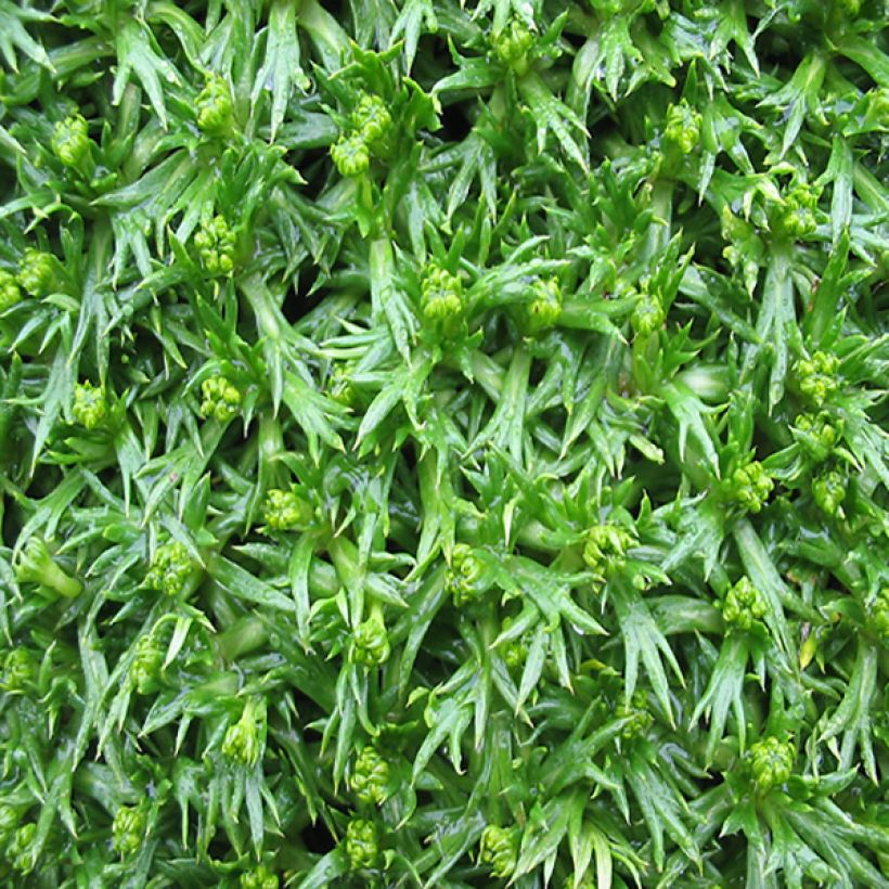 Azorella trifurcata - Andeskruid (Foliage)