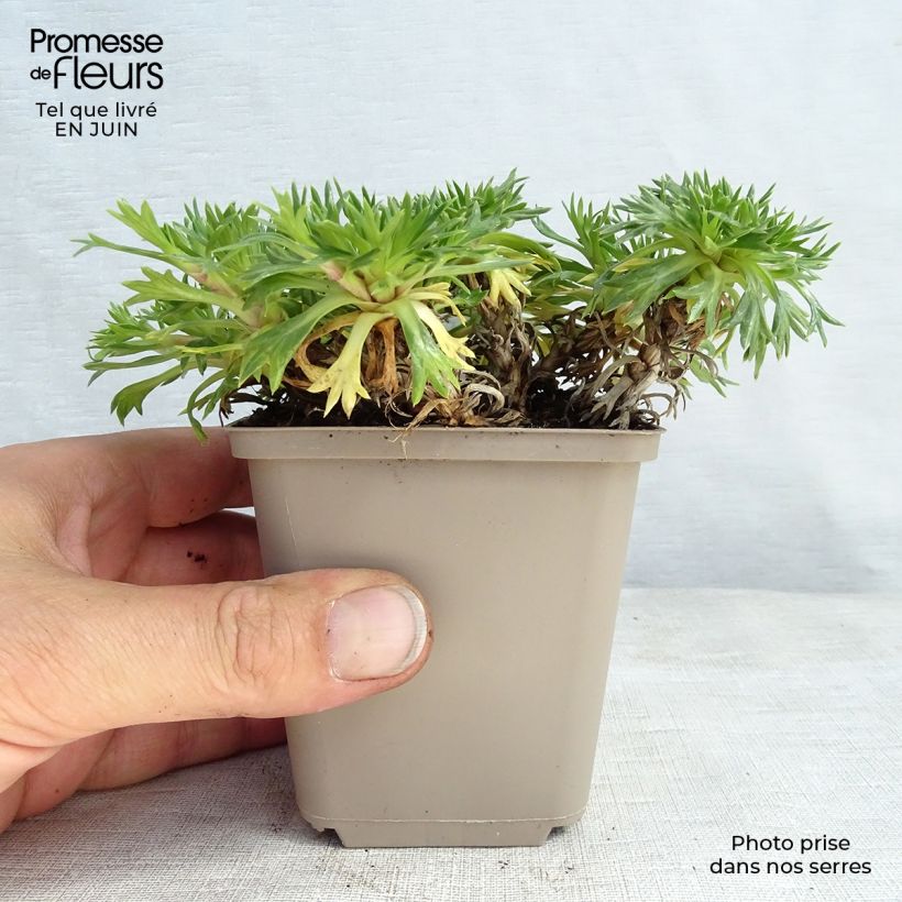 Exemplaar van Azorella trifurcata - Andeskruid Kweekpotje van 8/9 cm zoals geleverd in de zomer