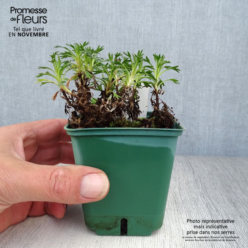 Exemplaar van Azorella trifurcata - Andeskruid Kweekpotje van 8/9 cm zoals geleverd in de herfst