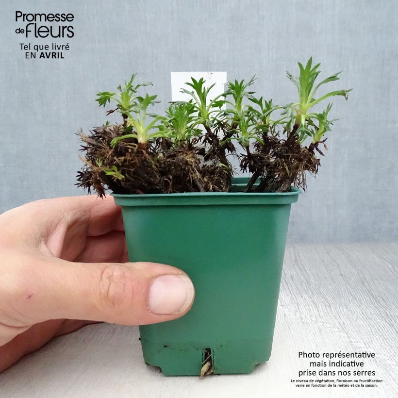 Exemplaar van Azorella trifurcata - Andeskruid Kweekpotje van 8/9 cm zoals geleverd in de lente