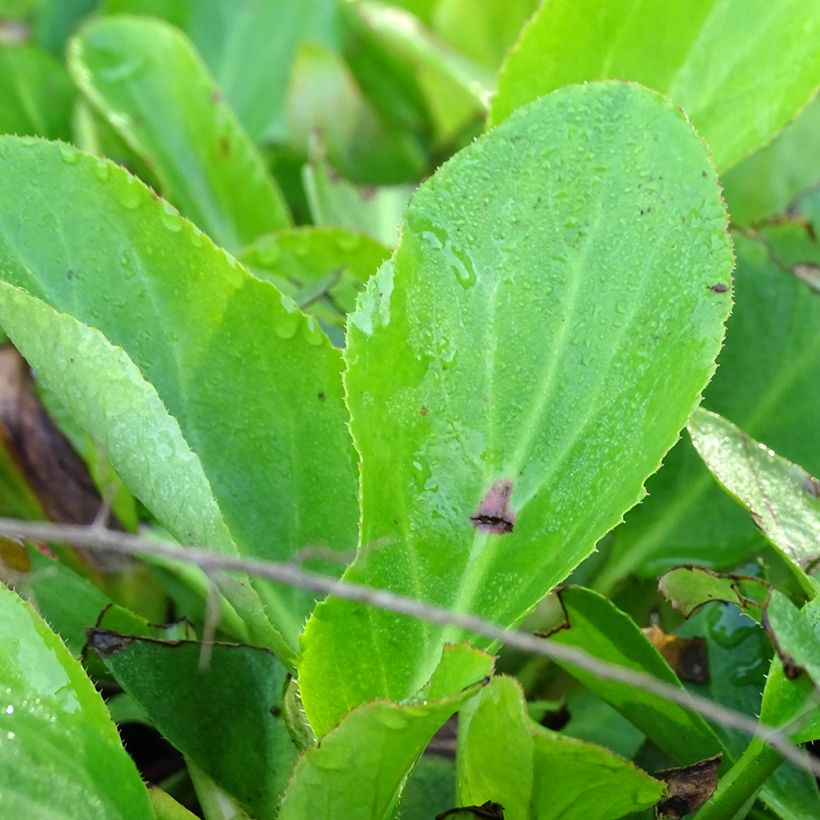 Bergenia Bressingham White - Schoenlappersplant (Foliage)