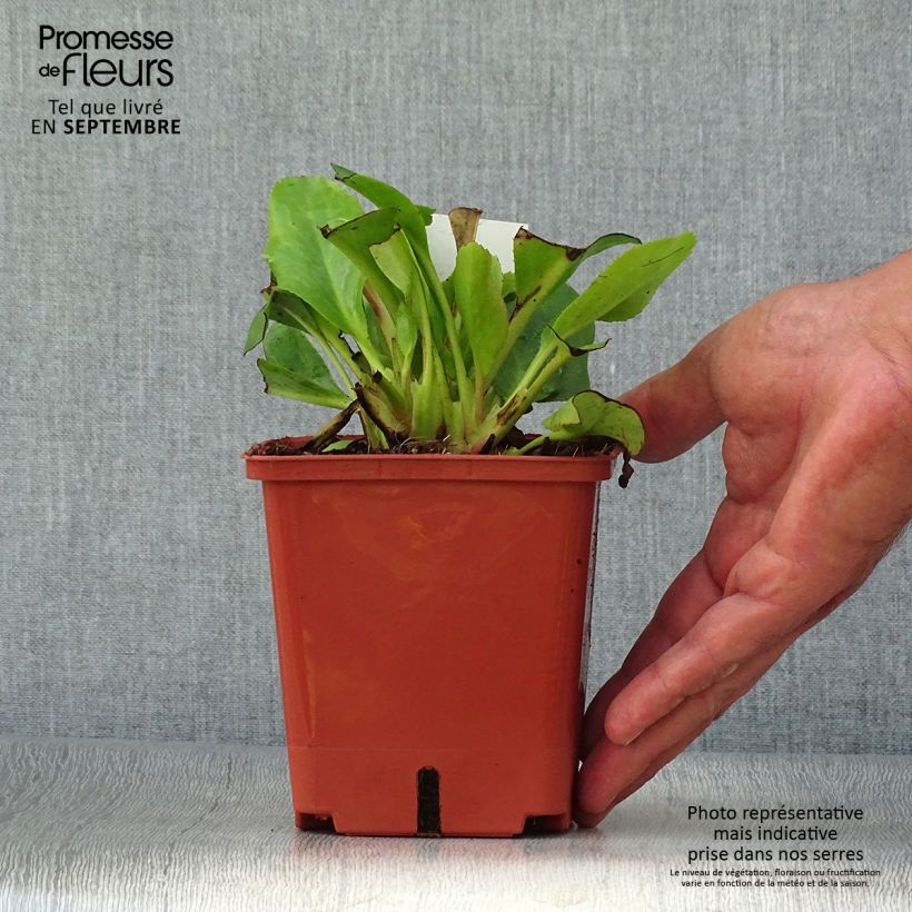 Exemplaar van Bergenia Bressingham White - Schoenlappersplant Pot van 1,5 l/2 l zoals geleverd in de herfst