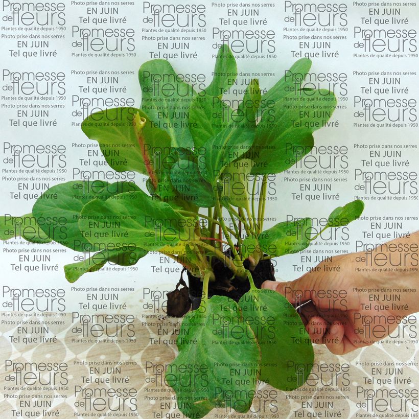 Voorbeeld van een exemplaar van Bergenia Rosenkristall - Schoenlappersplant Kweekpotje van 8/9 cm zoals geleverd