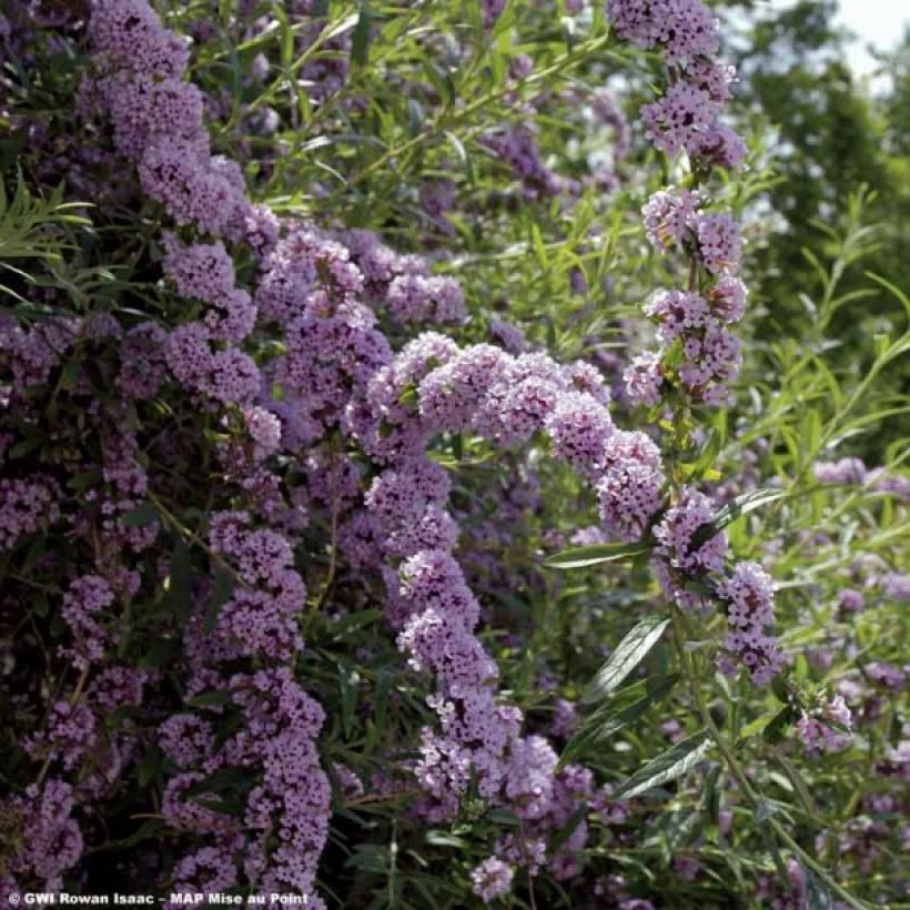 Buddleja alternifolia - Vlinderstruik (Flowering)