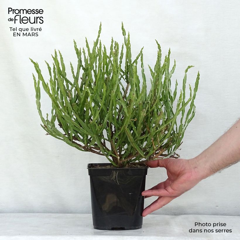 Example of Baccharis genistelloides Pot van 3 l/4 l as you get in hiver
