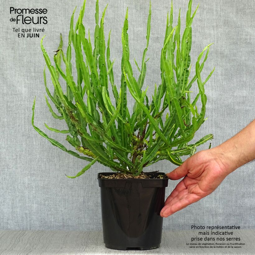 Exemplaar van Baccharis genistelloides - Struikaster Pot van 3 l/4 l zoals geleverd in de zomer