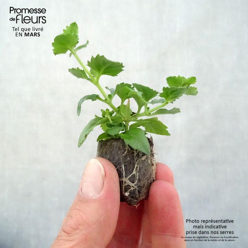 Example of Bacopa Gulliver Blue Sensation  Mini-mot Ø 3/4 cm as you get in printemps