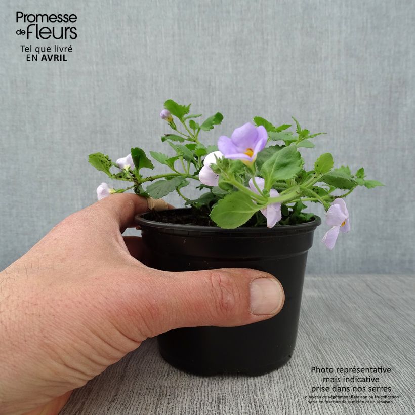 Exemplaar van Bacopa Gulliver Blue Sensation - Bacopa Kweekpotje van 8/9 cm zoals geleverd in de lente