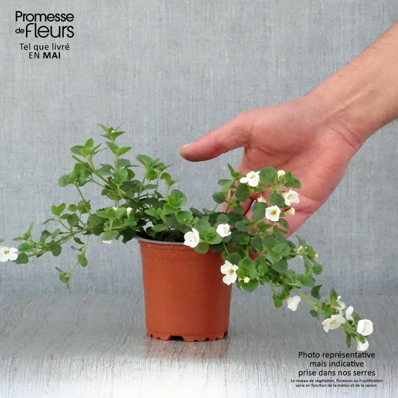 Example of Bacopa Gulliver Dynamic White Kweekpotje van 8/9 cm as you get in printemps