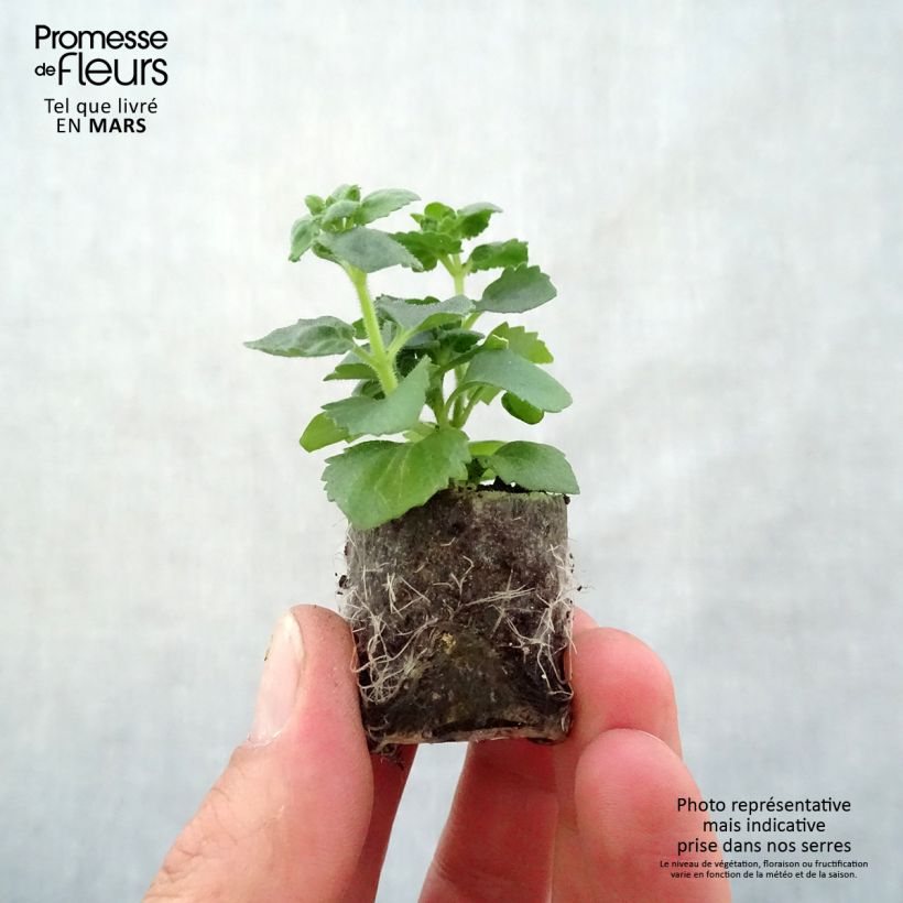 Example of Bacopa Gulliver Pink Heart imp. Mini-mot Ø 3/4 cm as you get in printemps