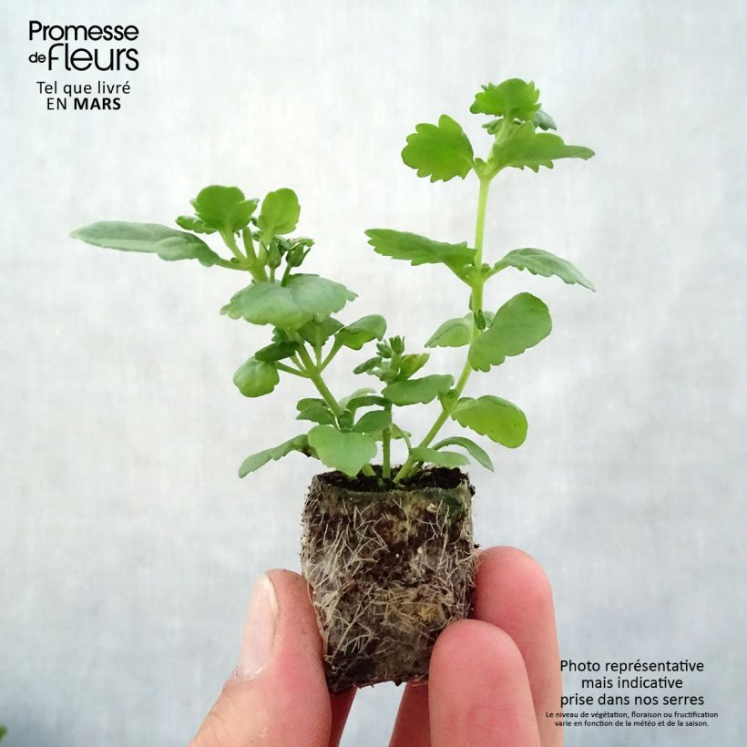 Example of Bacopa Scopia Double Lavender Mini-mot Ø 3/4 cm as you get in printemps