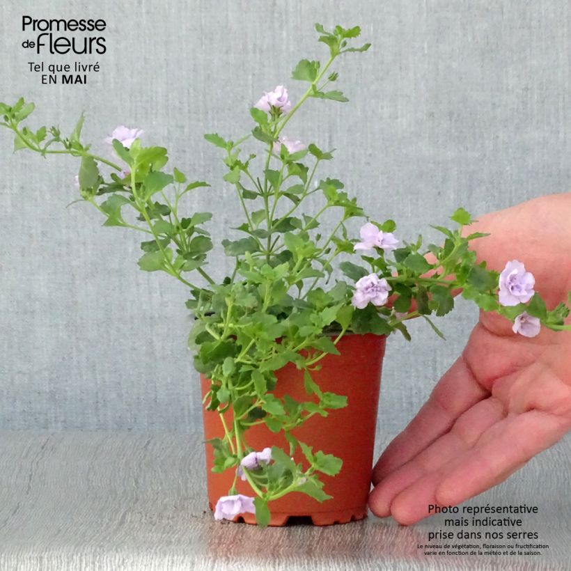 Example of Bacopa Scopia Double Lavender Kweekpotje van 8/9 cm as you get in printemps