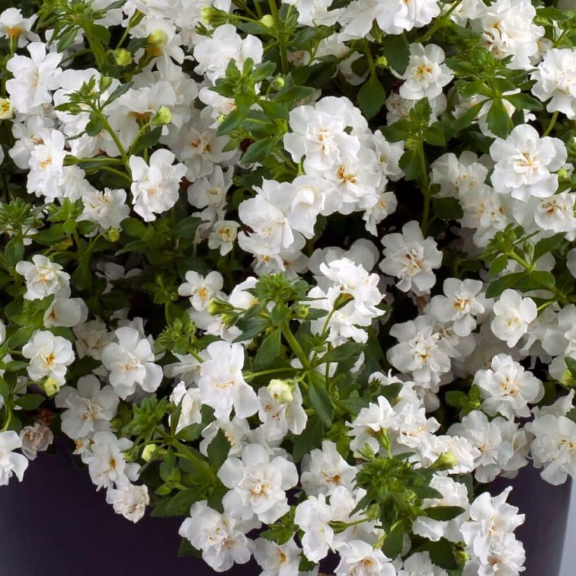 Bacopa Scopia Double Snowball (plugplanten) (Flowering)