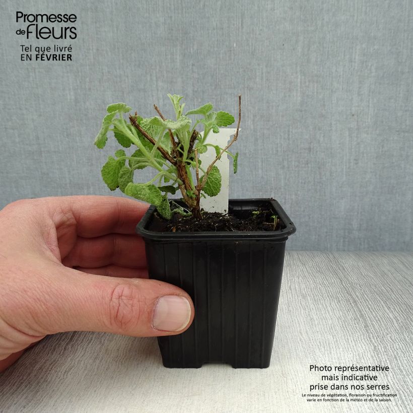 Example of Ballota pseudodictamnus - Ballote pseudodictame Kweekpotje van 8/9 cm as you get in hiver