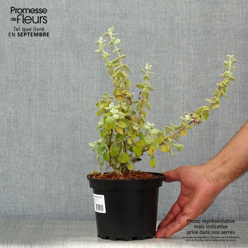Exemplaar van Ballota pseudodictamnus - Ballote Pot van 2 l/3 l zoals geleverd in de zomer